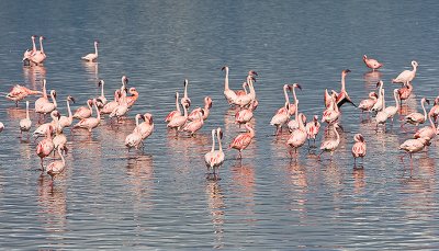 Lesser Flamingos