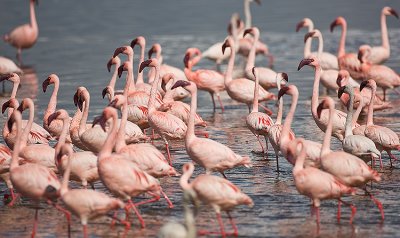 Lesser Flamingos