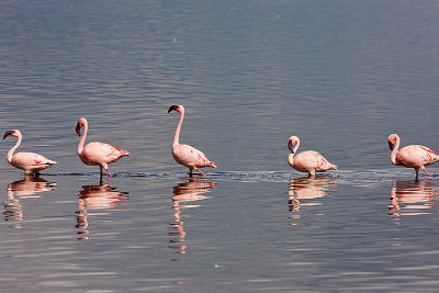 Lesser Flamingos