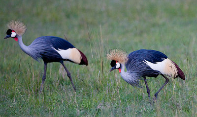 Grey-crowned Cranes