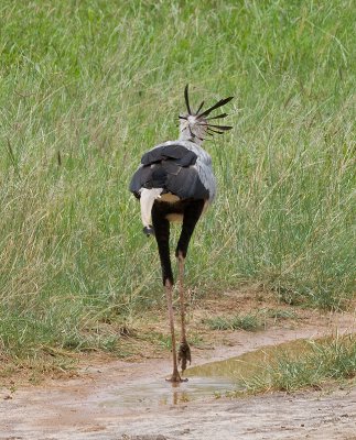 Secretary Bird