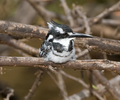 Pied Kingfisher