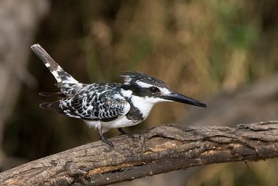Pied Kingfisher