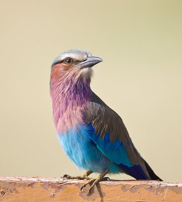 1.Lilac-breasted Roller before eating beetle
