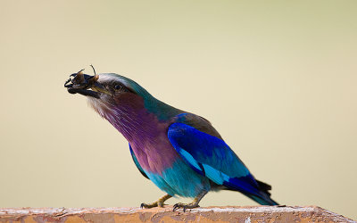 2.Lilac-breasted Roller eating beetle