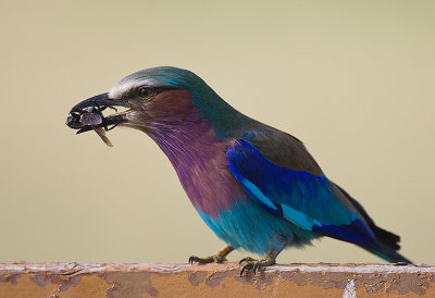 3.Lilac-breasted Roller eating beetle