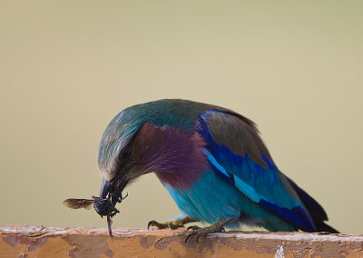 5.Lilac-breasted Roller eating beetle