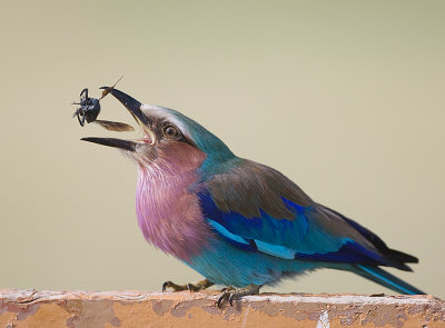 6.Lilac-breasted Roller eating beetle