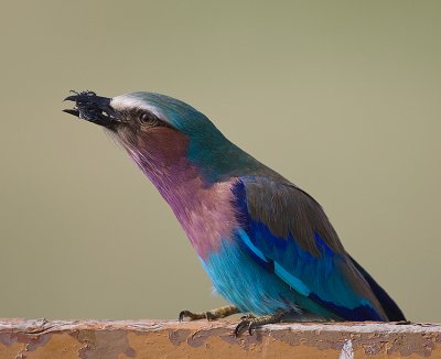 7.Lilac-breasted Roller eating beetle