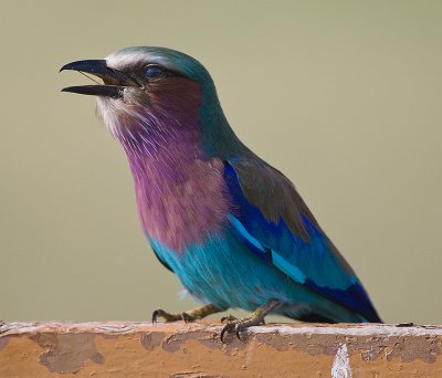 8.Lilac-breasted Roller after eating beetle