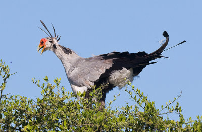 Secretary Bird