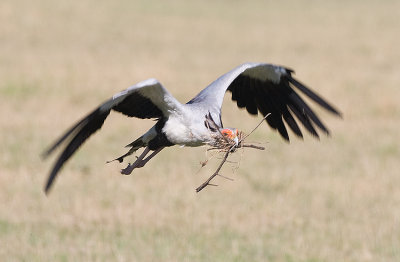 Secretary Bird in flight