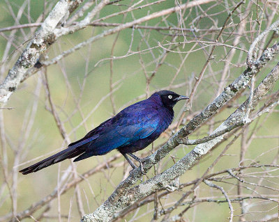 Rumpole's Longtailed Starling