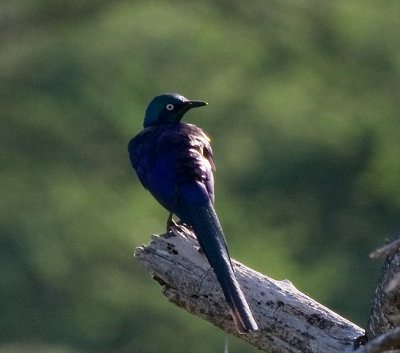 Rumpole's Longtailed Starling