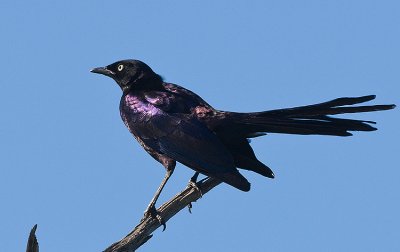 Rumpole's Longtailed Starling