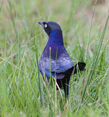 Rumpole's Longtaied Starling