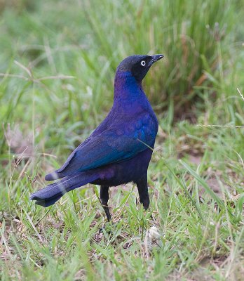 Rumpole's Long-tailed Starling