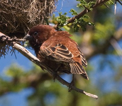 Chestnut Weavers