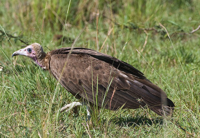 Hooded Vulture