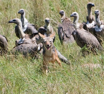 African White-backed Vultures with a Jackel