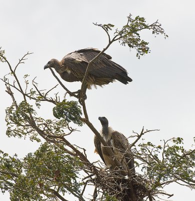 African White-backed Vultures