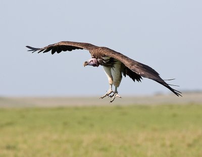 lappet-faced Vulture in Flight