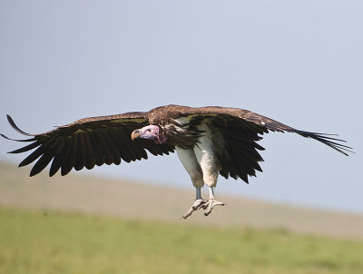 Lappet-faced Vulture in Flight