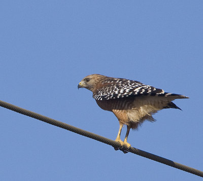 Red-shouldered Hawk about to leave