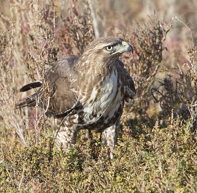 Red-tailed Hawk on the ground