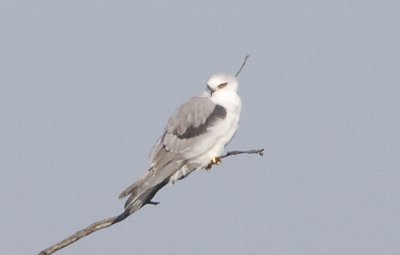 White-tailed  Kite