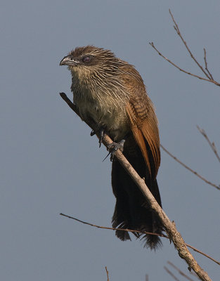 White-browed Coucals