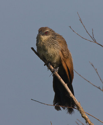 White -browed Coucals