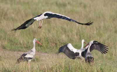 White Stork on the ground and in flight