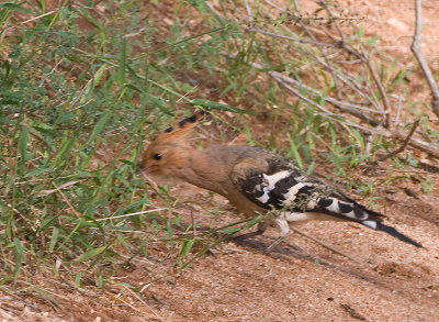 Hoopoe