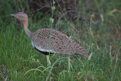 Black-bellied Bustard