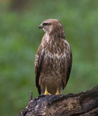 Common or Steppe Buzzard