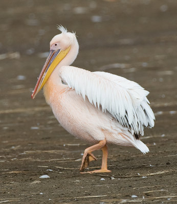 African Great White Pelican