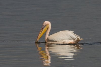 African Great White Pelican