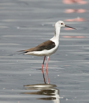 Black-winged Stilt