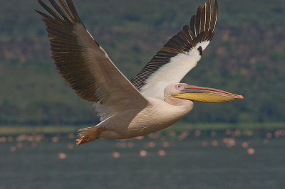 African Geat White Pelican