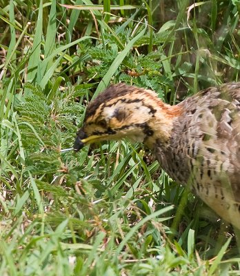 Yellow-necked Spurfowl