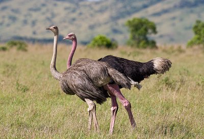 Somali Ostriches