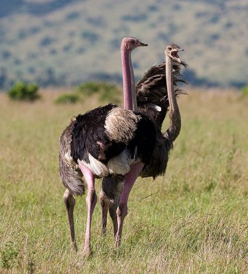 Somali Ostriches