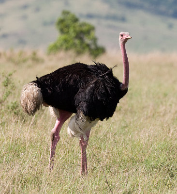 Somali Ostrich