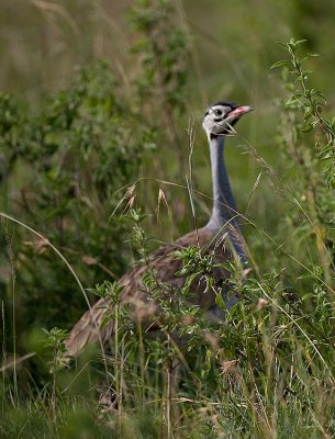 White-bellied Bustard