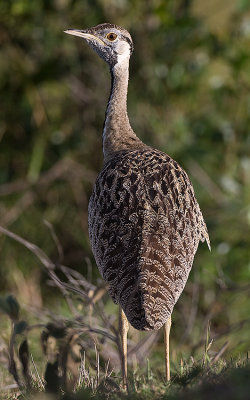 White-bellied Bustard