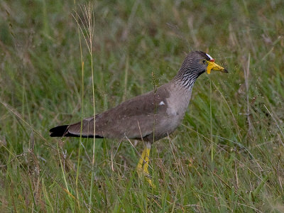 African Wattled Plover