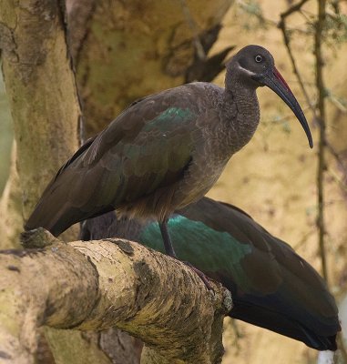 African Green Ibis