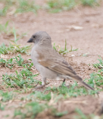 Grey-headed sparrow