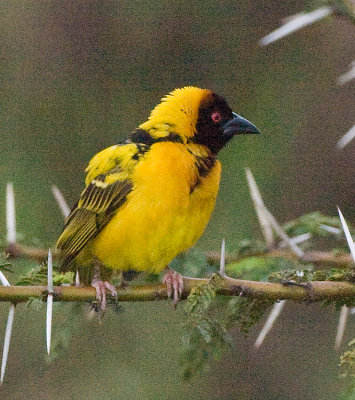 Speke's Weaver